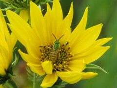 Agapostemon melliventris