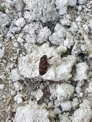 Huaina inca
