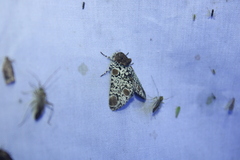 Harrisimemna trisignata