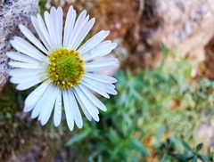 Erigeron karvinskianus