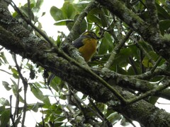 Anisognathus lacrymosus