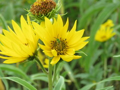Agapostemon melliventris