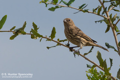 Haemorhous mexicanus