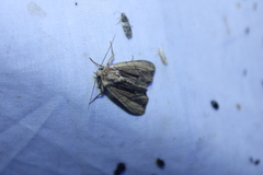 Apamea verbascoides