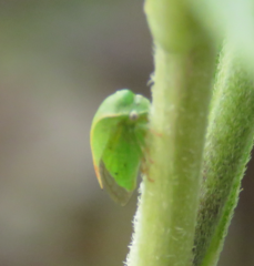 Spissistilus festinus