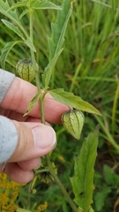 Physalis angulata