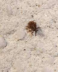 Trichosirocalus troglodytes