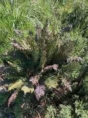 Polystichum vestitum