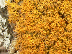 Teloschistes sieberianus