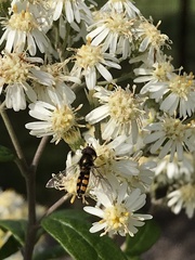 Simosyrphus grandicornis