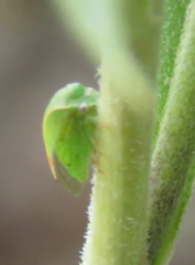 Spissistilus festinus