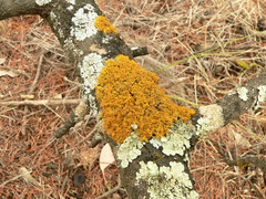 Teloschistes sieberianus