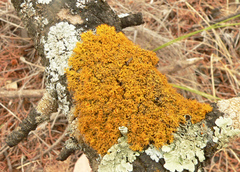 Teloschistes sieberianus