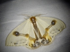 Macrocilix mysticata