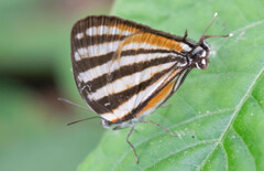 Arawacus lincoides