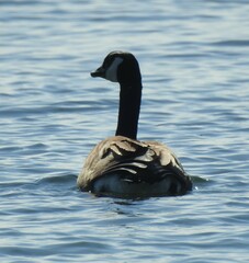 Branta canadensis maxima