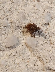 Trichosirocalus troglodytes