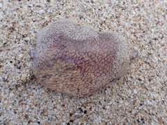 Pseudorhiza haeckeli