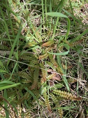 Blechnum penna-marina