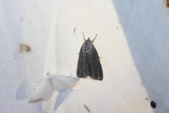 Acronicta lithospila