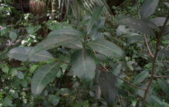 Nectandra coriacea