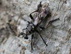 Andrenosomatini