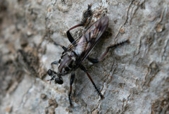 Andrenosomatini