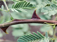 Mimosa acantholoba