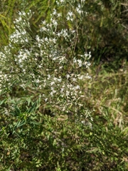 Eupatorium hyssopifolium
