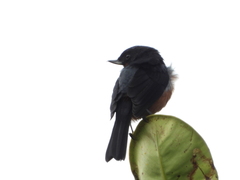 Diglossa brunneiventris