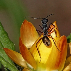 Camponotus suffusus