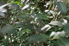 Nectandra coriacea