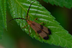 Lycinae