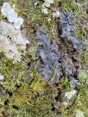 Phaeophyscia rubropulchra