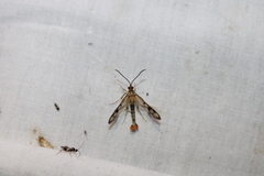 Synanthedon acerni