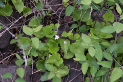 Viola canadensis