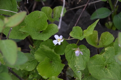 Viola canadensis