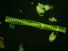 Desmidium