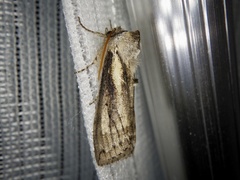 Neoploca arctipennis