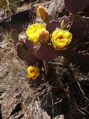 Opuntia macrocentra