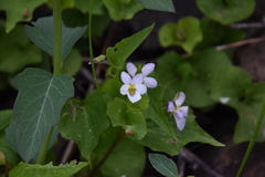 Viola canadensis