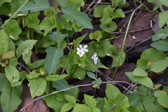 Viola canadensis