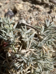 Astragalus kentrophyta