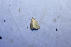 Protodeltote albidula