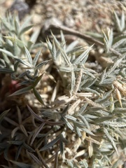 Astragalus kentrophyta
