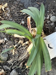 Amaryllidaceae
