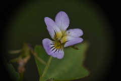 Viola canadensis