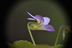Viola canadensis