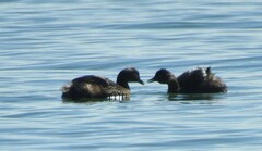 Poliocephalus rufopectus