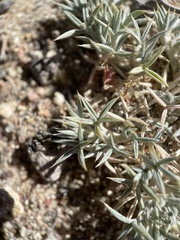 Astragalus kentrophyta